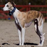 Whippet Sharqiyas Womanizer (Cash)