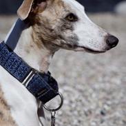 Whippet Sharqiyas Womanizer (Cash)