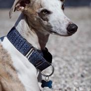 Whippet Sharqiyas Womanizer (Cash)