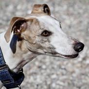 Whippet Sharqiyas Womanizer (Cash)