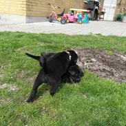 Labrador retriever Kenzo