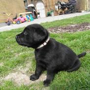 Labrador retriever Kenzo