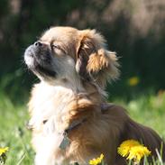 Tibetansk spaniel / Pekingeser - Kelly