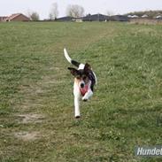 Dansk svensk gaardhund bertha