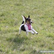 Dansk svensk gaardhund bertha