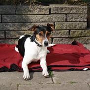 Dansk svensk gaardhund bertha