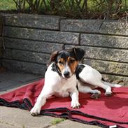 Dansk svensk gaardhund bertha