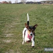 Dansk svensk gaardhund bertha