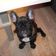 Fransk bulldog Tino