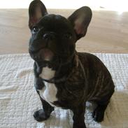 Fransk bulldog Tino