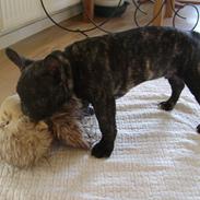 Fransk bulldog Tino