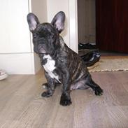 Fransk bulldog Tino