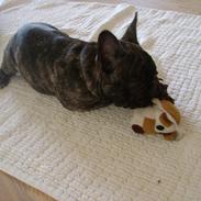 Fransk bulldog Tino