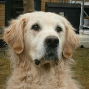 Golden retriever Woodsquares That's My Ludvig