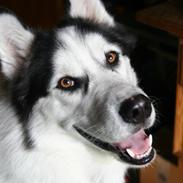 Siberian husky Coco