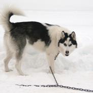 Siberian husky Coco