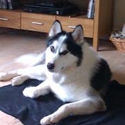 Siberian husky Coco
