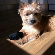 Cairn terrier Bella