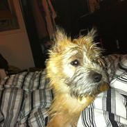 Cairn terrier Bella