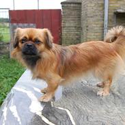 Tibetansk spaniel Lady in red (kaldes bare Lady)