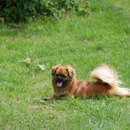 Tibetansk spaniel Lady in red (kaldes bare Lady)