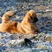 Tibetansk spaniel Lady in red (kaldes bare Lady)
