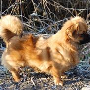 Tibetansk spaniel Lady in red (kaldes bare Lady)