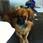 Tibetansk spaniel Lady in red (kaldes bare Lady)