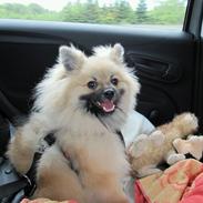 Pomeranian Prins Elvis