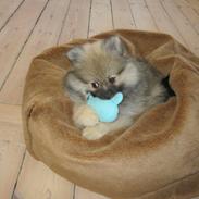 Pomeranian Prins Elvis