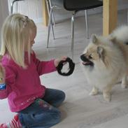 Pomeranian Prins Elvis