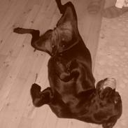 Labrador retriever Diva