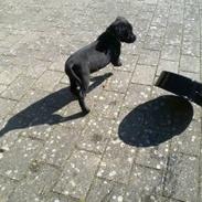 Labrador retriever Kenzo