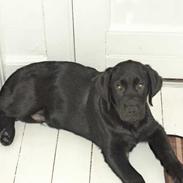 Labrador retriever Wuffti