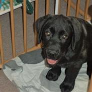 Labrador retriever Wuffti