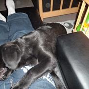 Labrador retriever Wuffti