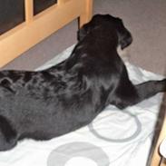 Labrador retriever Wuffti