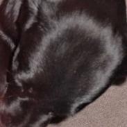 Labrador retriever Wuffti