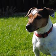 Jack russell terrier Molly
