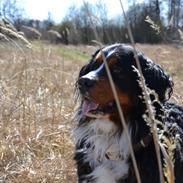Berner sennenhund Abbie
