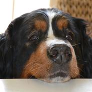 Berner sennenhund Abbie