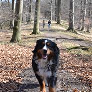 Berner sennenhund Abbie