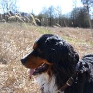 Berner sennenhund Abbie