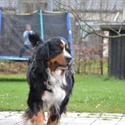 Berner sennenhund Abbie