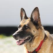 Schæferhund Rindums Uzi