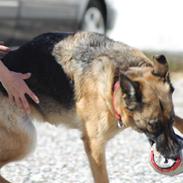 Schæferhund Rindums Uzi