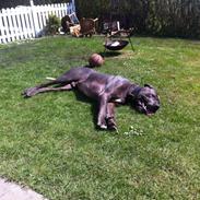 Grand danois Lady Blue's GALLER