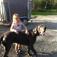 Grand danois Lady Blue's GALLER