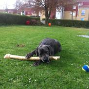 Grand danois Lady Blue's GALLER