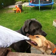 Grand danois Lady Blue's GALLER